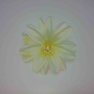 Daalia-õis-D0160-2
